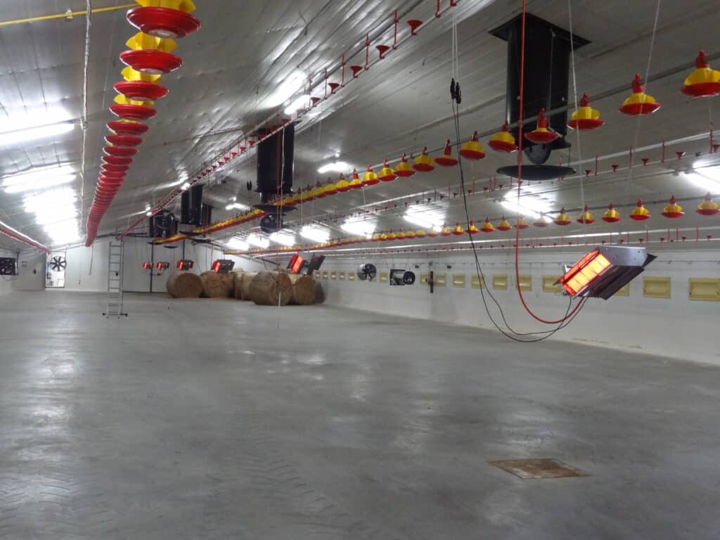 Bâtiment d'élevage avicole équipé de radiants gaz SBM, poussins au sol